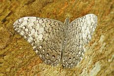 Eoophyla contifascialis - Grauer Mosaikfalter